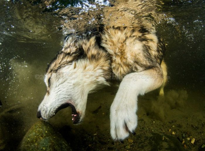 Underwater Dogs (14 pics)