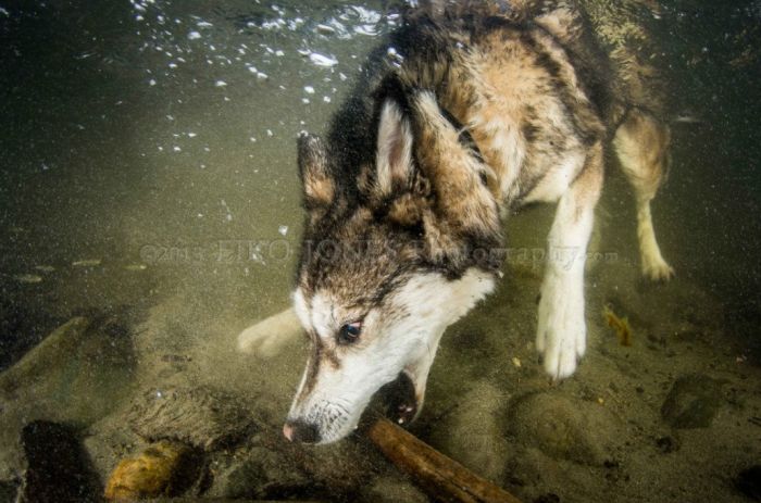 Underwater Dogs (14 pics)