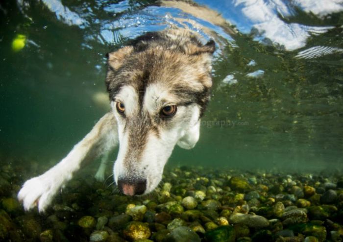 Underwater Dogs (14 pics)