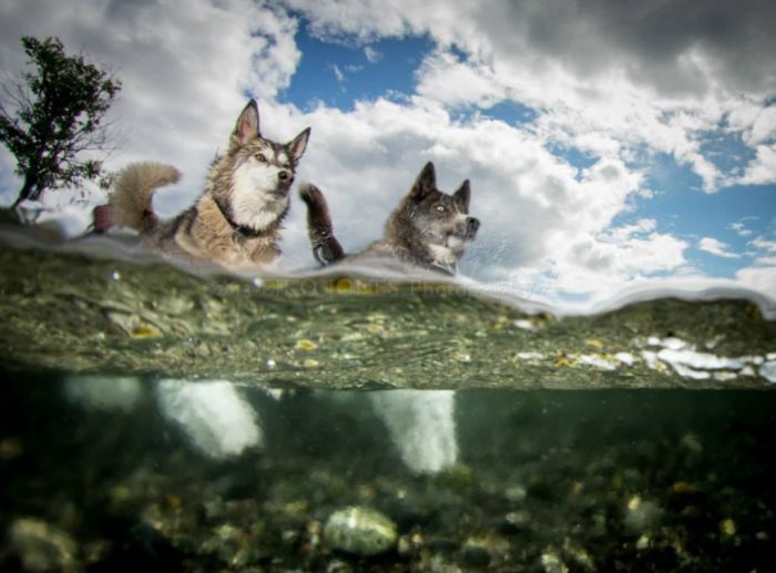 Underwater Dogs (14 pics)