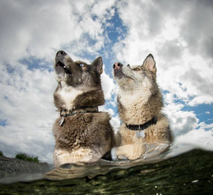 Underwater Dogs (14 pics)