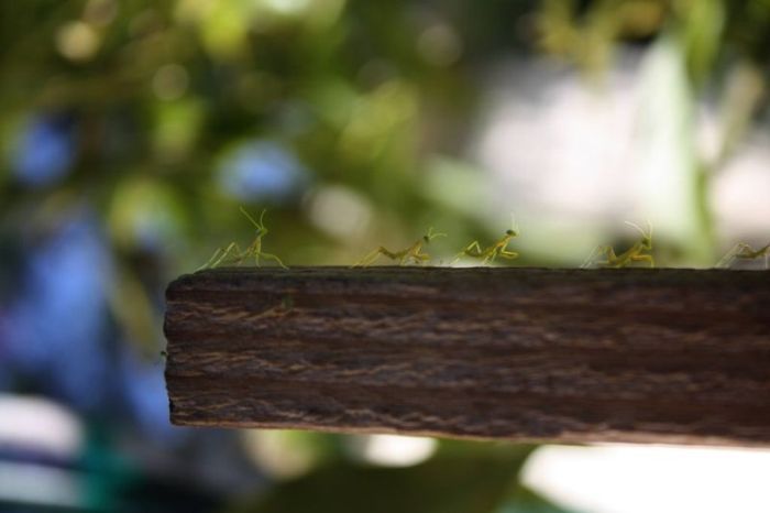 New Born Mantises (17 pics)