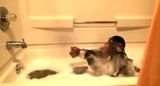 Hilarious Monkey Taking a Bath