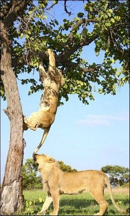 Two Lions Playing (7 pics)