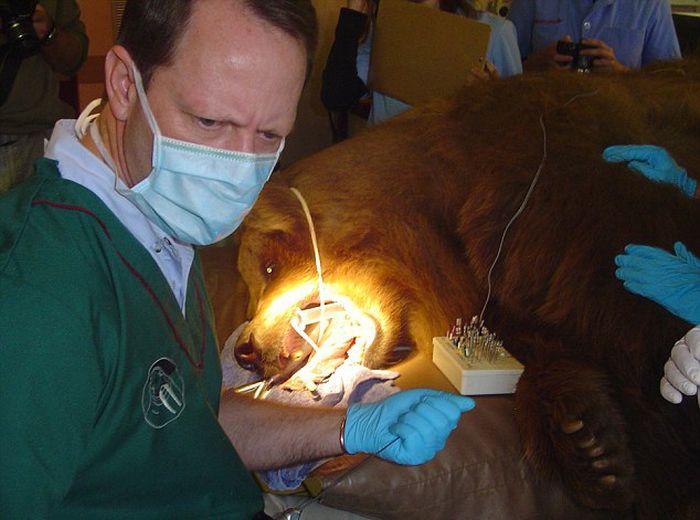 Animal Dentist (19 pics)