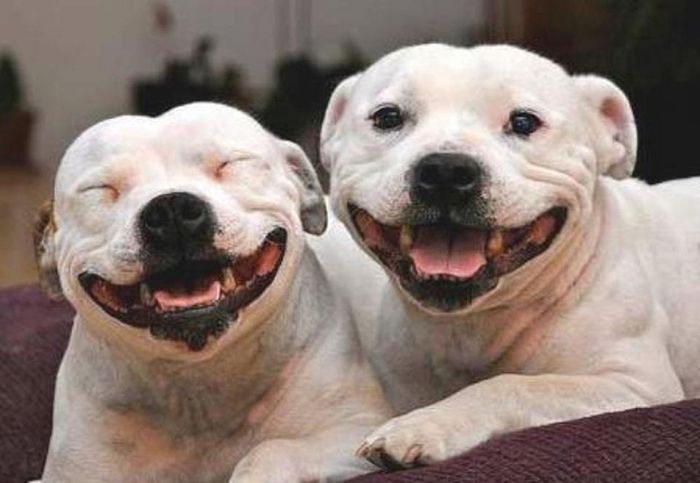 Happy Dogs (60 pics)