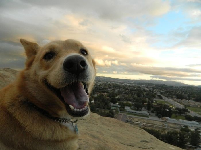 Happy Dogs (60 pics)