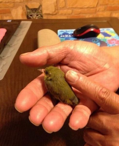 Acid Picdump (105 pics)