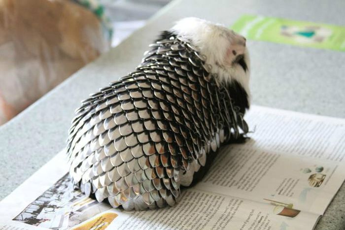 Can You Guess What It Is? (7 pics)
