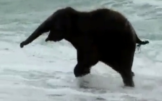 Baby Elephant Sees Sea for the First Time