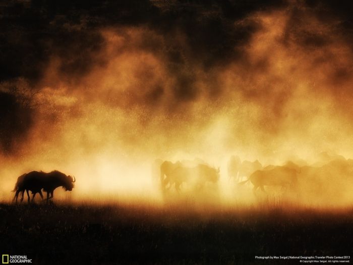 Beautiful Wildlife Photos From The National Geographic (35 pics)