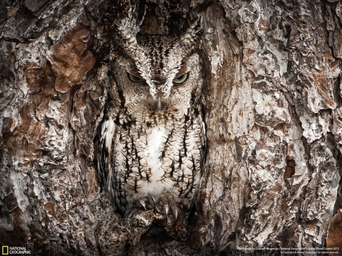 Beautiful Wildlife Photos From The National Geographic (35 pics)