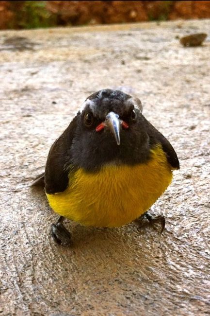 Angry Birds. Literally (25 pics)