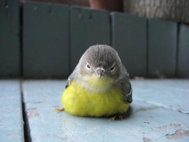 Angry Birds. Literally (25 pics)
