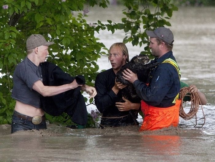 Guy Rescues a Cat (5 pics)