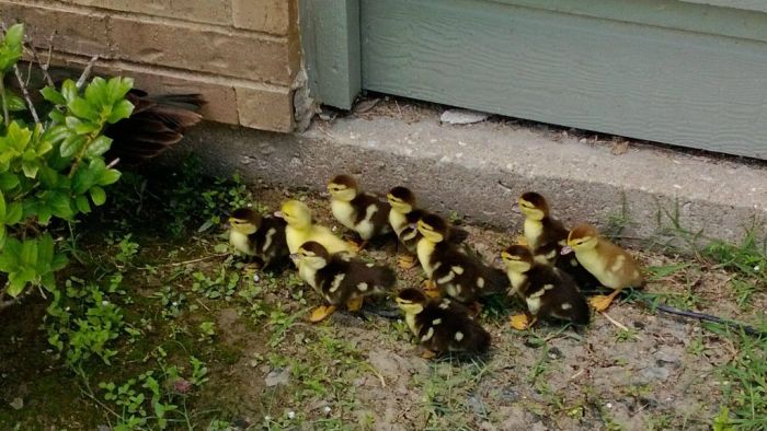 Ducklings on the March (19 pics)
