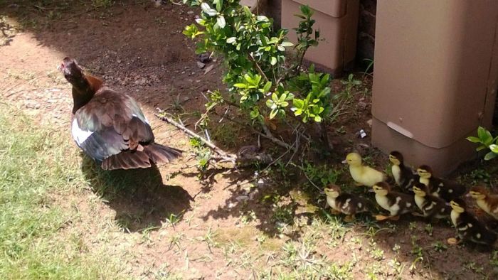 Ducklings on the March (19 pics)
