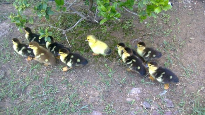 Ducklings on the March (19 pics)