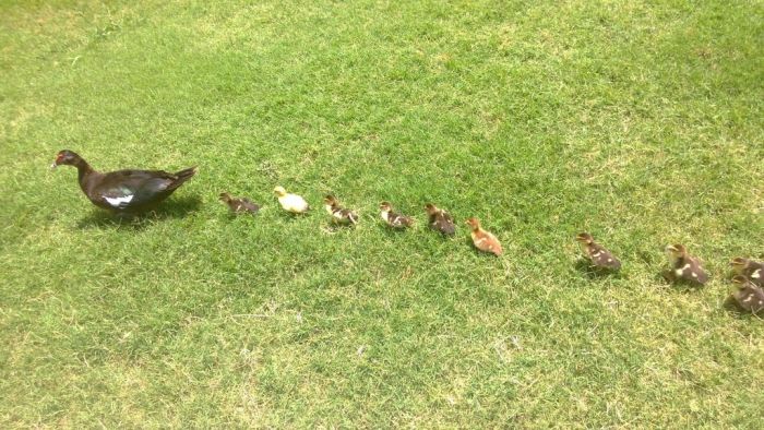 Ducklings on the March (19 pics)