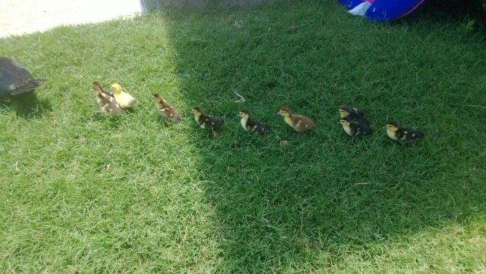 Ducklings on the March (19 pics)