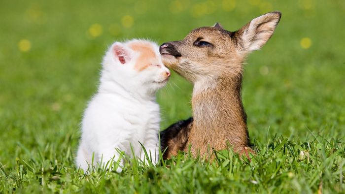 The Cutest Animal Photos You Will See Today (50 pics)