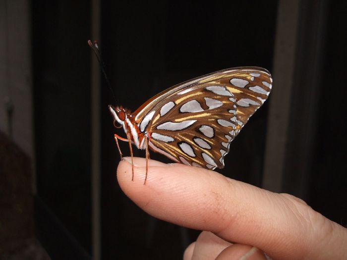 Breeding Butterflies at Home (12 pics)