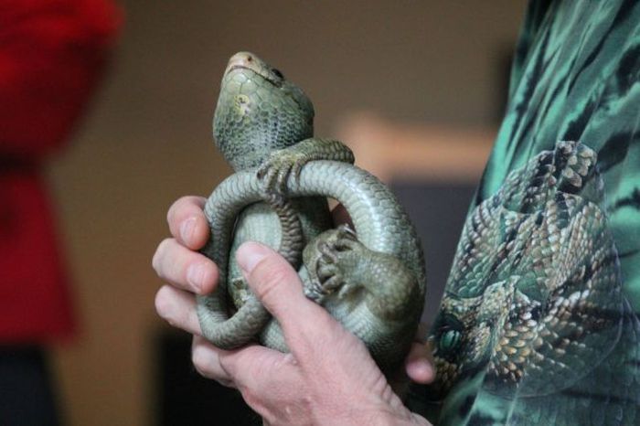 Reptiles at Children’s Party (26 pics)