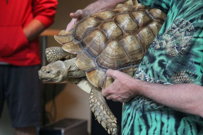 Reptiles at Children’s Party (26 pics)
