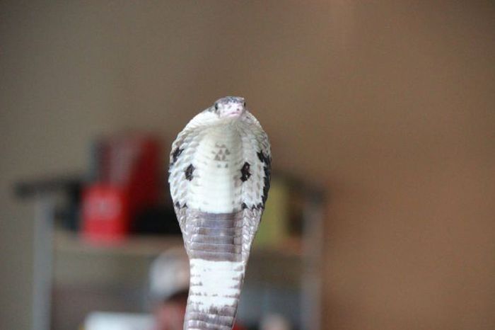 Reptiles at Children’s Party (26 pics)