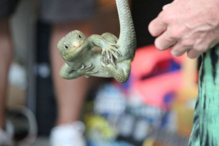Reptiles at Children’s Party (26 pics)