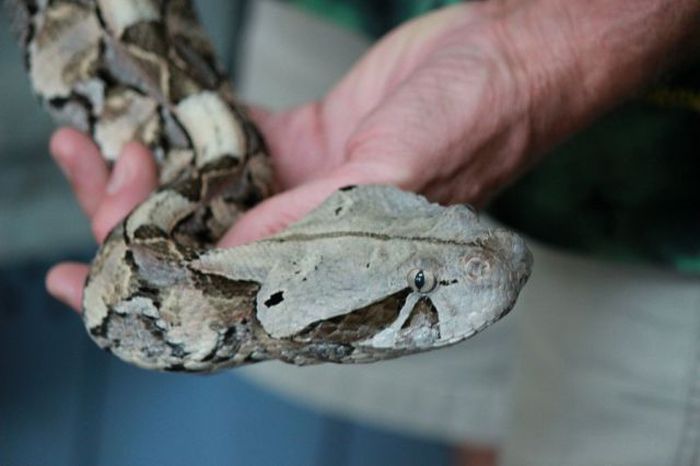 Reptiles at Children’s Party (26 pics)
