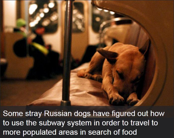 Interesting Facts About Dogs (25 pics)