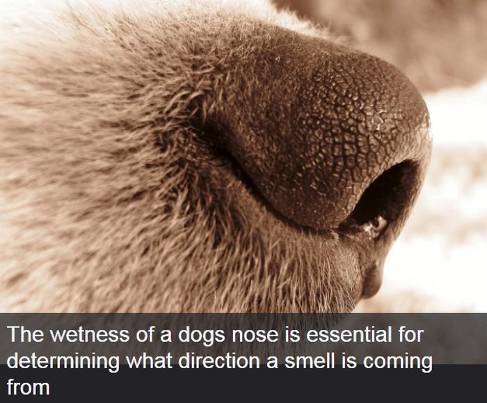 Interesting Facts About Dogs (25 pics)