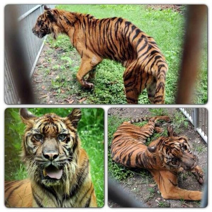 Animal Hell Called Surabaya Zoo (10 pics)