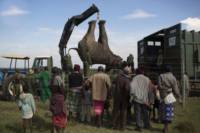 Kenya Wildlife Service Relocates Elephants (15 pics)