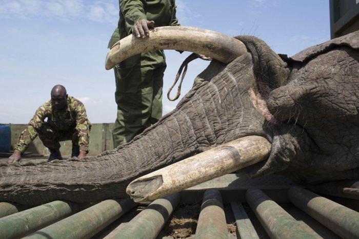 Kenya Wildlife Service Relocates Elephants (15 pics)