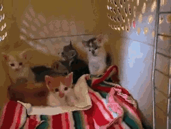 Acid Gifdump, June 28, 2013 (25 gifs)