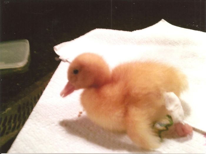 A Duck Named Buttercup Can Walk Again (34 pics)