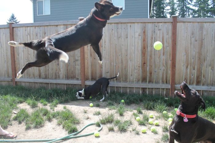 3 Dogs vs 60 Balls (10 pics)