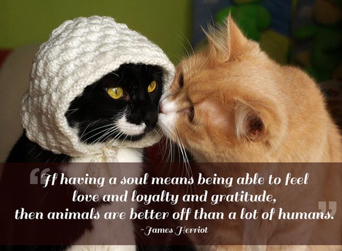 Great Quotes About Pets 21 Pics 