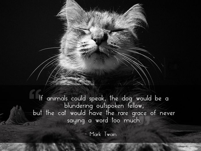 Great Quotes About Pets 21 Pics 