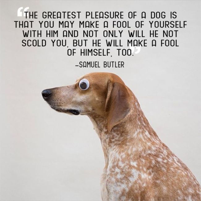 Great Quotes About Pets (21 pics)