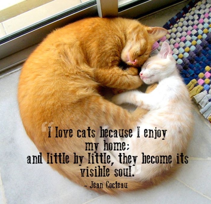 Great Quotes About Pets (21 pics)