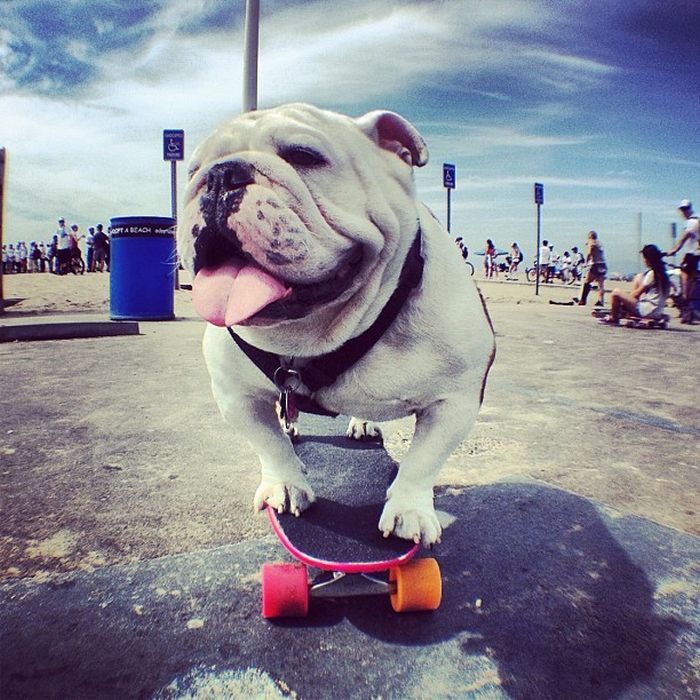 Beefy the Skateboarding Bulldog (20 pics)