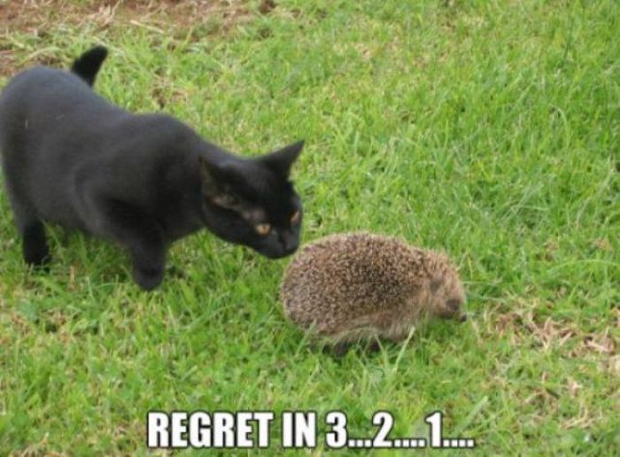 Funny Pictures with Captions (36 pics)