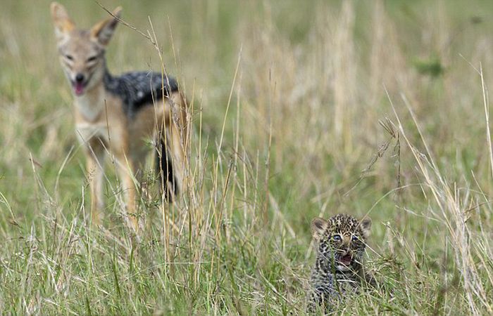 Mother Leopard Saves Her Baby (8 pics)