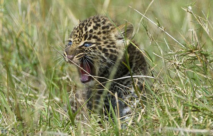 Mother Leopard Saves Her Baby (8 pics)