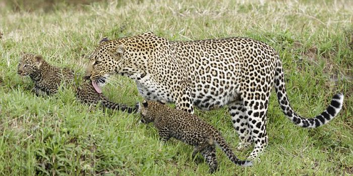 Mother Leopard Saves Her Baby (8 pics)