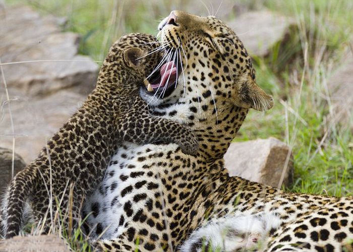 Mother Leopard Saves Her Baby (8 pics)