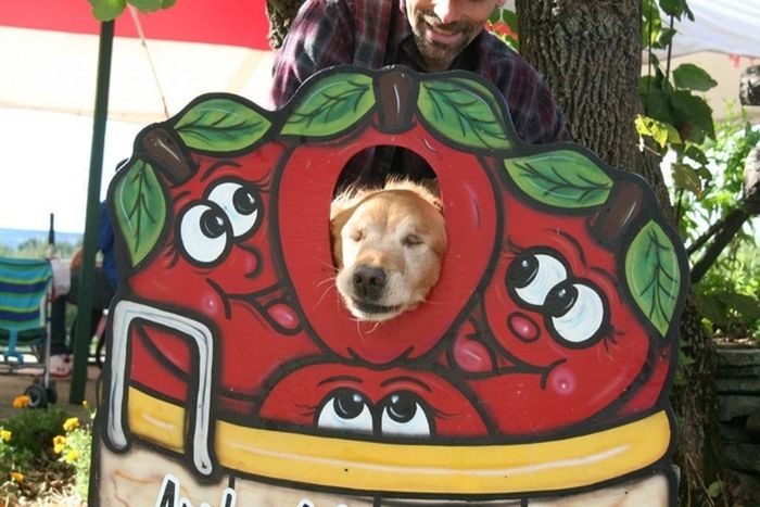 Dutchess The Blind Therapy Dog (21 pics)